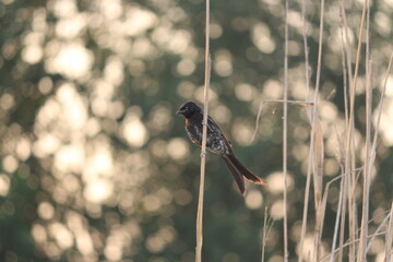 Fork-tailed drongo on plant