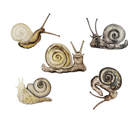 Happy garden snails smile. Watercolor sketches of snails isolated on a white background.