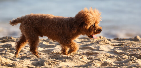 A dog walks in the sand.