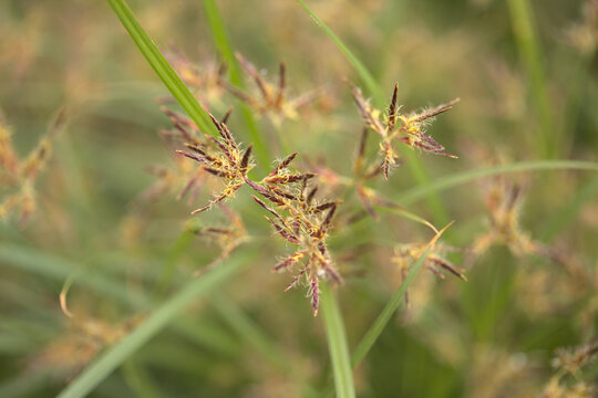 Macro floral background with sedge grasses 