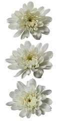white chrysanthemum isolated on white