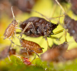 Aphids on a green leaf in nature.