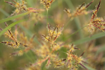 Macro floral background with sedge grasses 