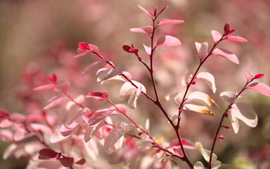 Combretum indicum, Chinese honeysuckle natural floral background