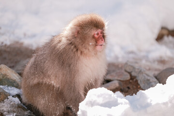 The perfect snow monkey is looking at tourists with suspicion, Jigokudani Monkey Park in Japan.