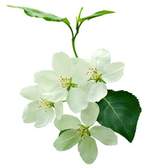 branch of apple tree. white flower.