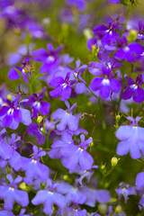 Fototapeta na wymiar Flowering lobelia natural macro background