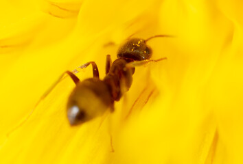 Naklejka premium Close-up ant on a yellow flower in nature.