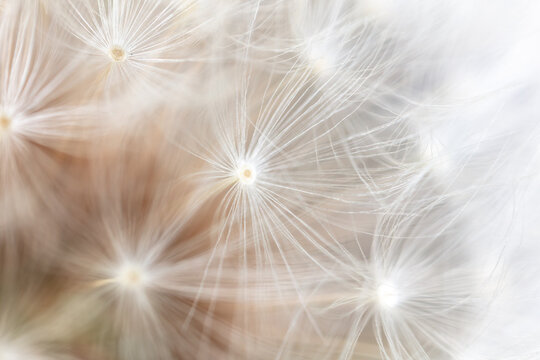 Close-up of a dandelion in nature.