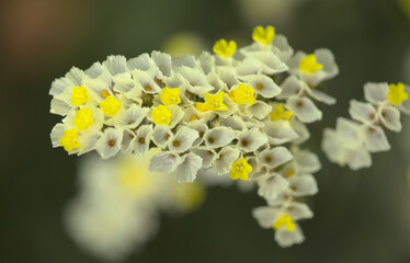 Yellow flowers of Limonium natural floral background