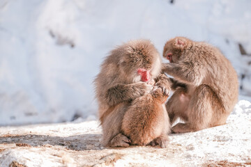The snow monkey mother is looking for ticks for both of them, Jigokudani Monkey Park in Japan.