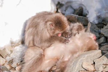 Monkey is looking for a tick on his friend, Jigokudani Monkey Park in Japan.
