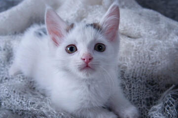 Little playful kitten. Cute, fluffy pet, a favorite of the family. The kitten lies on a downy, soft scarf.