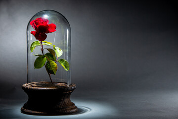 Glaskuppel © Gabriele