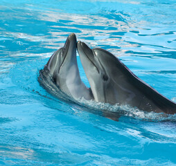 Two dolphins are dancing in the pool.