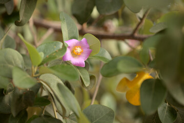 pink flowers of Lagunaria patersonia, pyramid tree