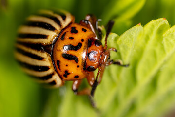 Colorado potato beetle on a green leaf in nature