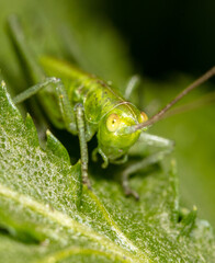 Grasshopper on a green leaf in nature.