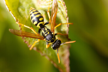 Closeup a bee on a yellow flower