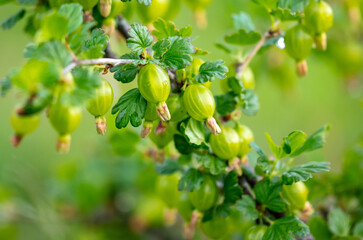 Close up of green gooseberries on a plant