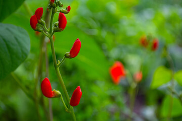 beans in the field blooms with red flowers in early summer