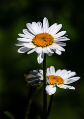 Ox Eye daisy in the sun with dark background