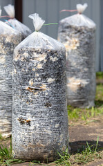 Fototapeta premium Sacks of mushroom mycelium on a farm.