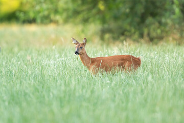 A roe deer in a forest meadow with tall grass.