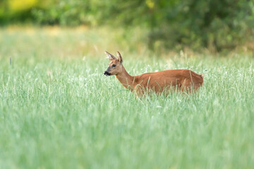 A roe deer in a forest meadow with tall grass.