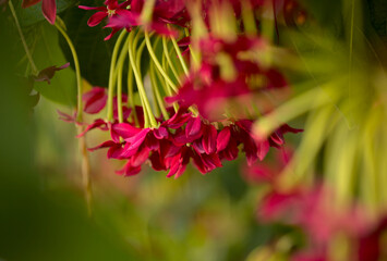 Fototapeta premium Combretum indicum, Chinese honeysuckle natural floral background
