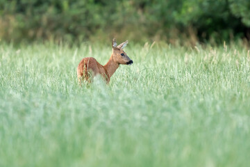 A roe deer in a forest meadow with tall grass.