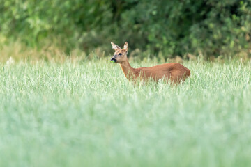 A grazing roe deer in a forest meadow with tall grass.