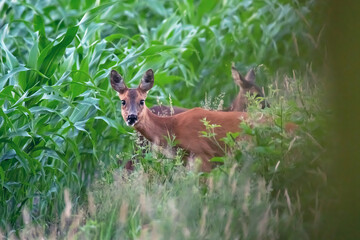 A mother roe deer with calf at edge of corn field.