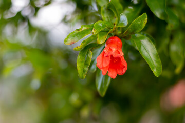 a flower of the pomegranate tree