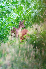 A young roe deer at edge of a corn field.
