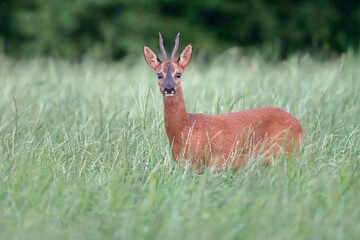 A roebuck between tall grass of a forest meadow.