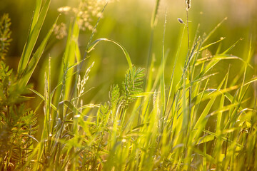 Green grass in the park at sunset.
