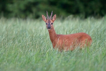 A roebuck between tall grass of a forest meadow.