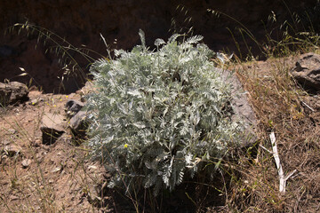 Flora of Gran Canaria - Tanacetum ptarmiciflorum, silver tansy whole young plant view