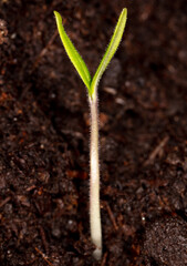 Tomato sprout emerges in the ground.