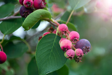 ripe, colorful berries of a shadberry on a bush