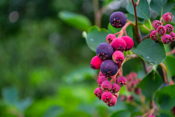 ripe, colorful berries of a shadberry on a bush