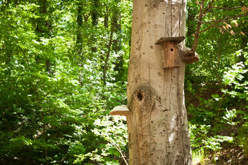 Birdhouse on a tree in a city park forest