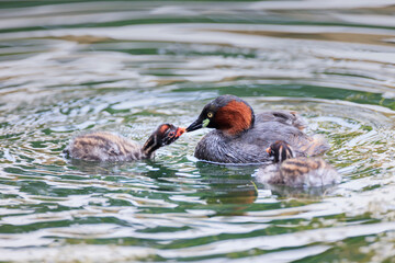 Little grebe while raising a child