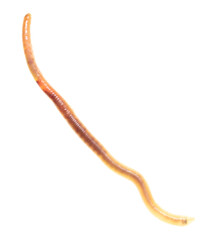 Earthworm on a white background.