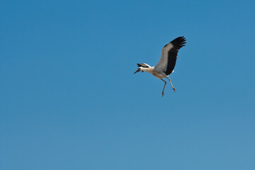 Stork on a nice summer blue sky day
