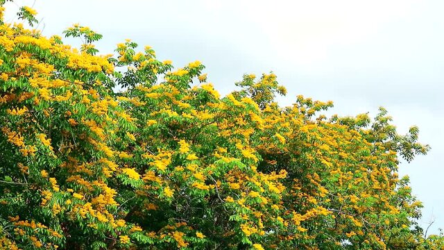 Burma padauk tree yellow flowers blooming in the garden in summer