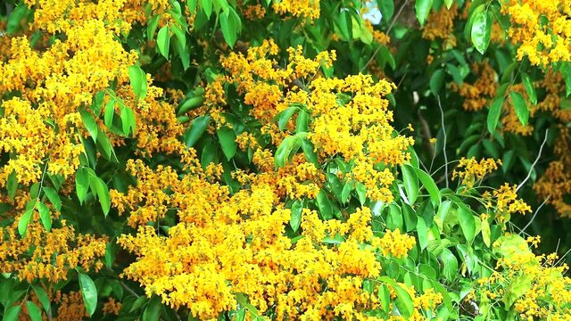 Burma padauk tree yellow flowers blooming in garden