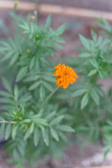 Blossom orange and yellow marigold blossom on raised bed garden near Dallas, Texas, USA