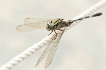 dragonfly close up